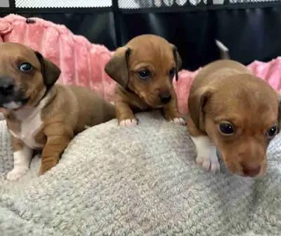 Adorable chiweenie puppies for sale! - Ready Mid-July, View more