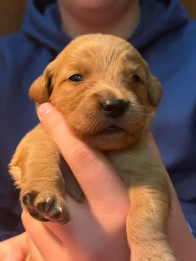 CKC Golden Retriever Puppies, View more