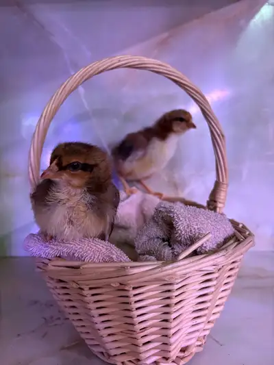 Speckled Sussex Chicks, View more
