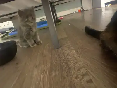Russian Blue kittens litter trained and ready to go now, View more