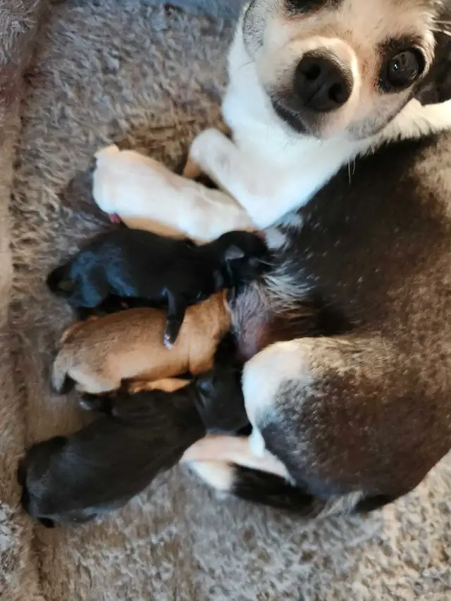 Chihuahua puppies ready now in Dogs & Puppies for Rehoming in Edmonton - Image 10