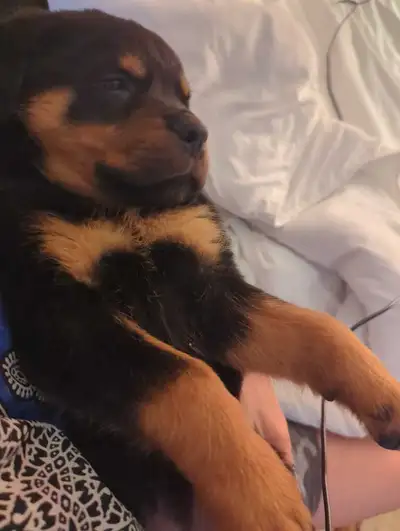 Rottweiler pups in KINGSTON ONT 2 DAYS ONLY, View more