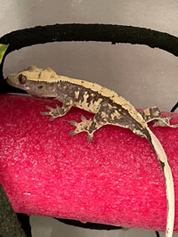 Beatiful Male Crested Gecko