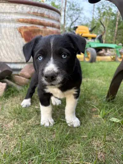 3 male border collie puppies for sale. Ready to go to new homes on June 16th. Father is a border col...