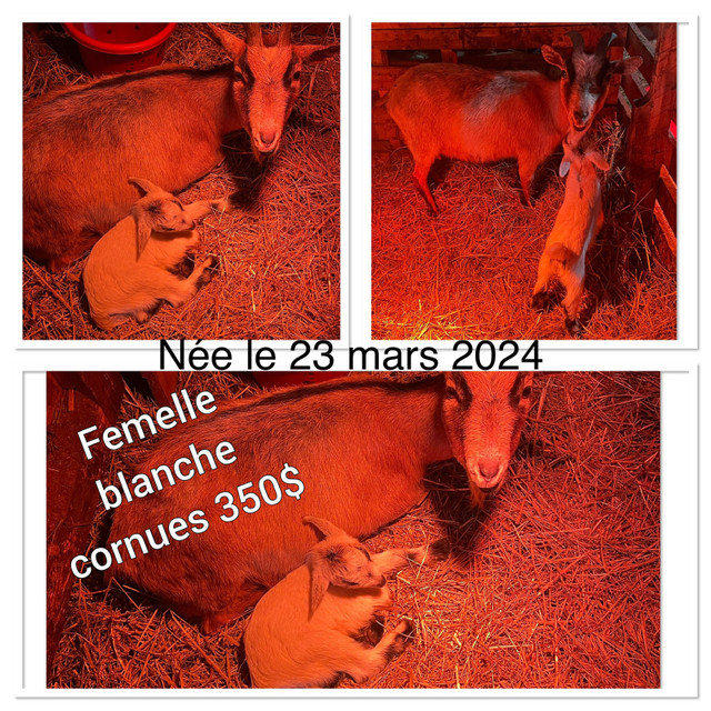 Bébés chèvres (chevreaux) in Animaux de ferme  à Lanaudière - Image 3