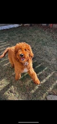 Beautiful Red Standard Poodle Puppy