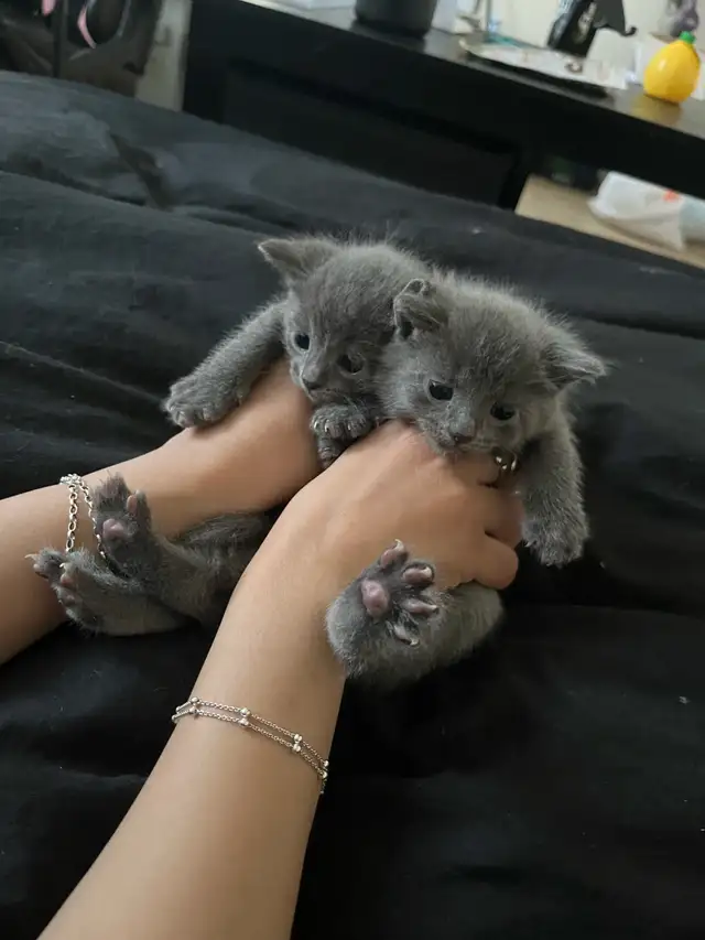 Kittens 2 months old in Cats & Kittens for Rehoming in City of Montréal - Image 8