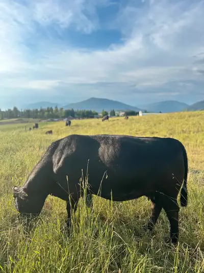 Angus/Simm Cows, View more