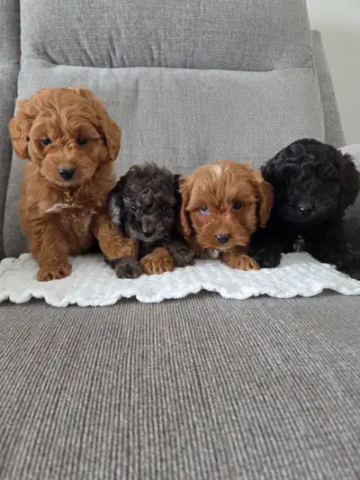 Adorable minature cockapoo puppies, View more