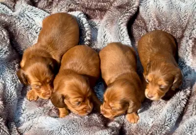 Dachshund puppies, View more