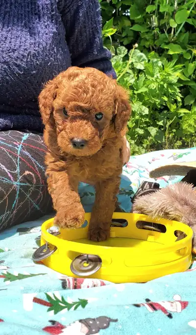 Poodle puppies, View more