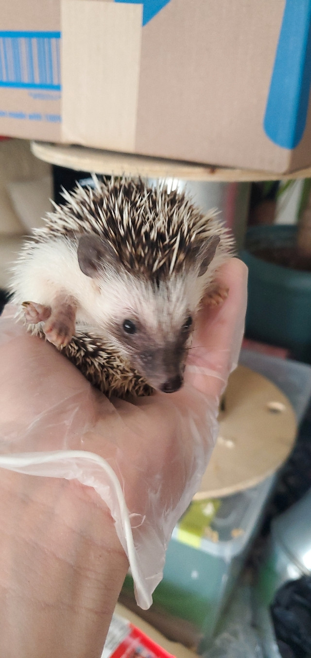 Hedgehog  black mouth in Small Animals for Rehoming in City of Toronto - Image 2