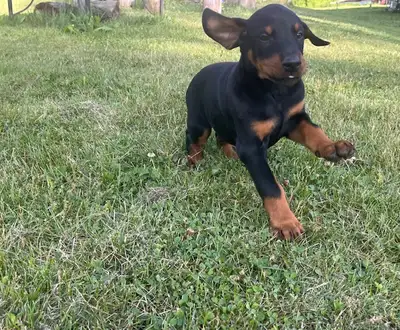 New born Doberman puppies, View more
