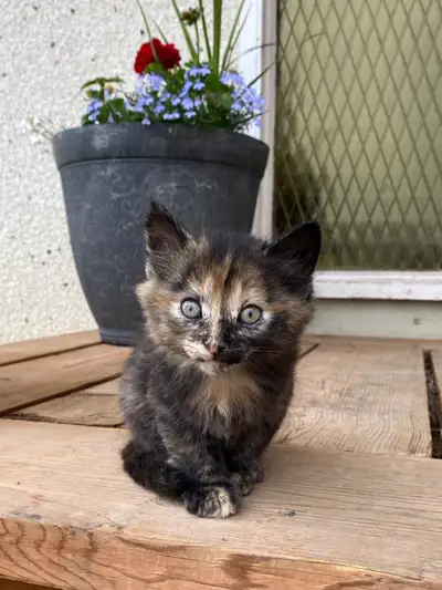 We have 3 beautiful fluffy female kittens looking for new families. $75 each. They are 8 weeks old a...