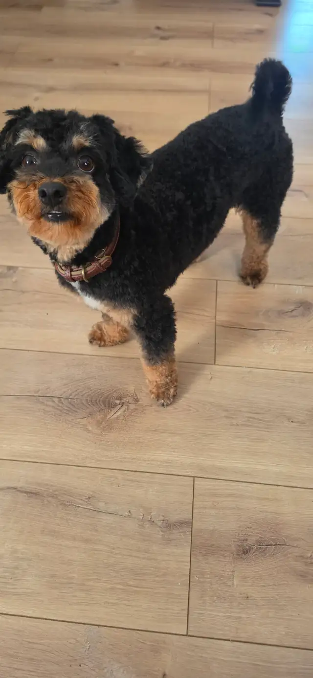 Caniche/poodle, male, couleur noir er feu 1400$ | Animal & Pet Services ...