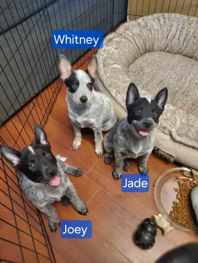 Purebred Australian Cattle Puppies, View more