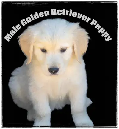Reputable Breeder / Golden Retrievers Puppies/ Male/Female, View more