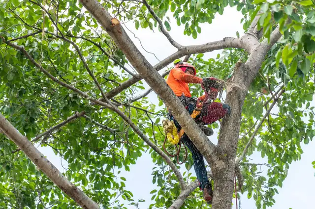 Professional Tree cutting Tree Trimming TreePruning hedge 