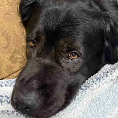 *we are not expecting any form of payment for Rehoming him. We are only looking for a suitable home...