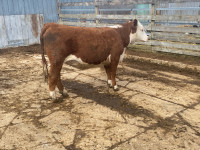 Purebred Registered Hereford Pairs and Bred Heifers