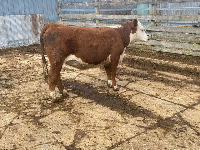 Purebred Registered Hereford Pairs and Bred Heifers in Livestock in Annapolis Valley