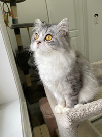 Beautiful friendly Affectionate Himalayan Cat for adoption