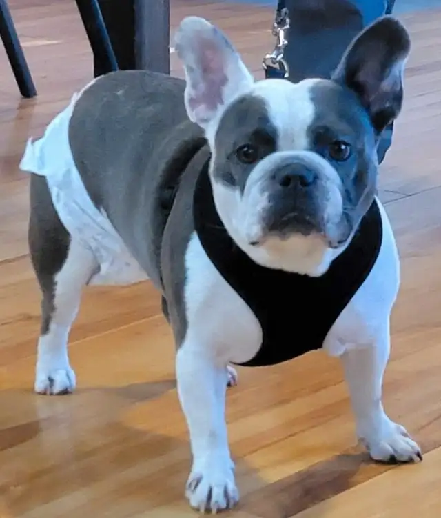 Bulldog francais french bouledogue in Dogs & Puppies for Rehoming in Lanaudière - Image 7