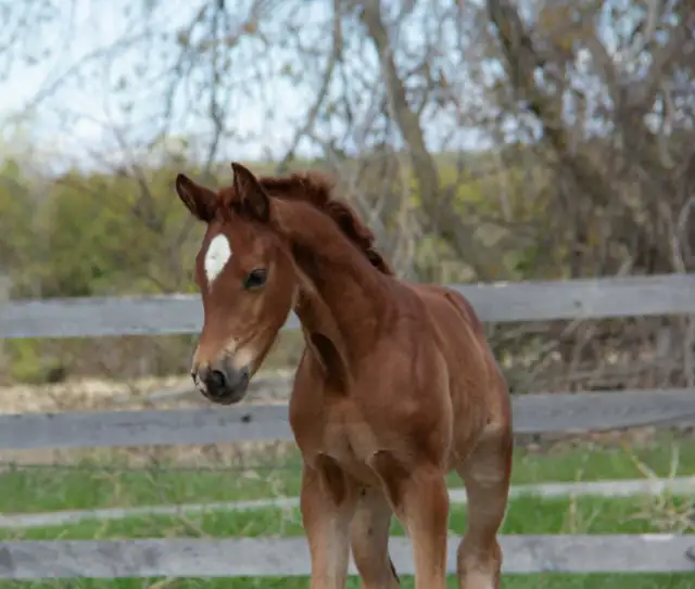 Horse Camp (July/August)514440161102417923