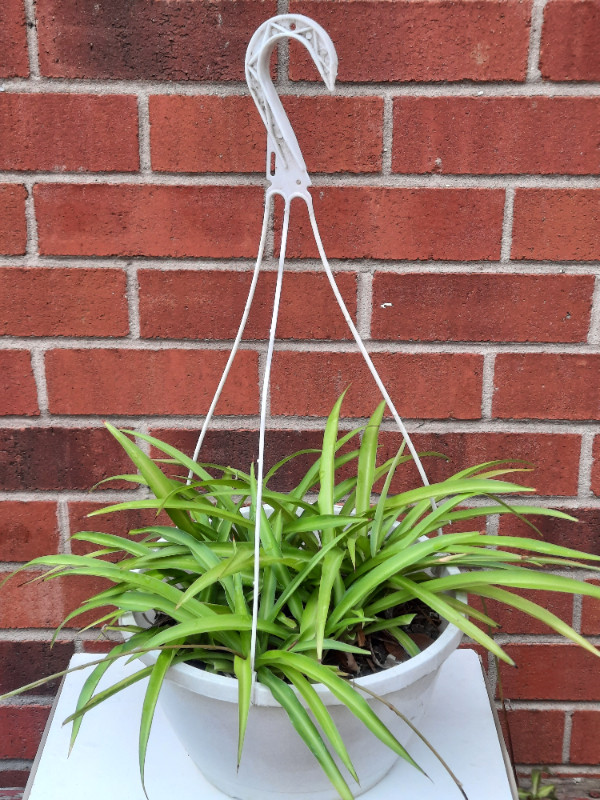 Spider Plant Hanging Basket (Chlorophytum comosum) in Home Décor & Accents in Mississauga / Peel Region - Image 2