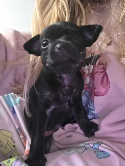 Bébé Chihuahua femelle à vendre Née le 16 Avril 2025 Très affectueuse Commence à aller sur le pipi p...