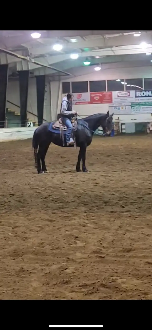 Horse Training Services in Equestrian & Livestock Accessories in Vanderhoof - Image 2