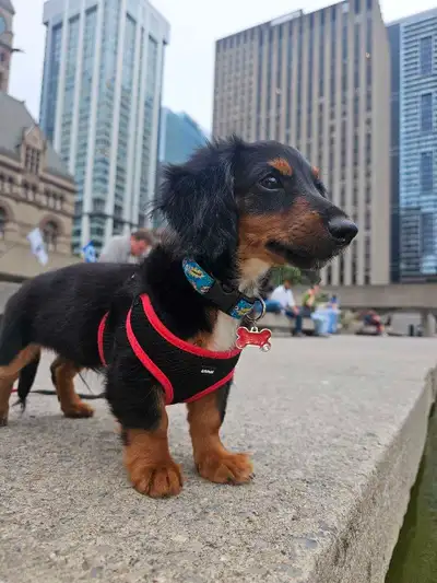 Aussie Dog Tamer in downtown Toronto, View more