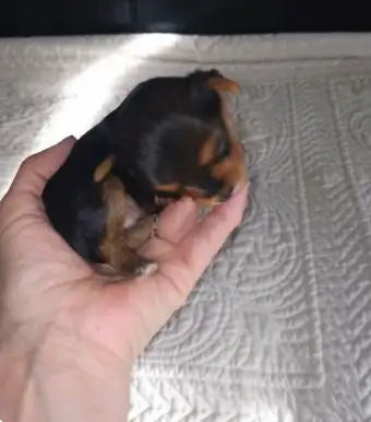 Adorable and very tiny Yorkie, View more