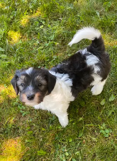 HAVANESE PUPPY, View more