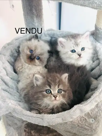 Chatons Himalayen-Perse, View more