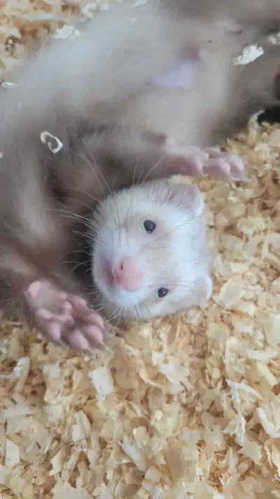 We have three beautiful ferrets available they are old boys 12 weeks old they have been vaccinated d...