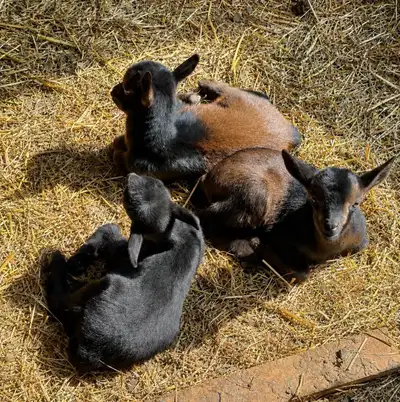 Baby Goats - Nigerian Dwarf, View more