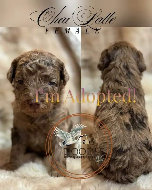 Warm Your Home With Love — Mini Poodles For Adoption. in Dogs & Puppies for Rehoming in Grand Bend - Image 7