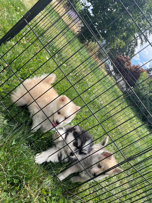 Mini Pomsky Puppies in Dogs & Puppies for Rehoming in Vancouver - Image 3