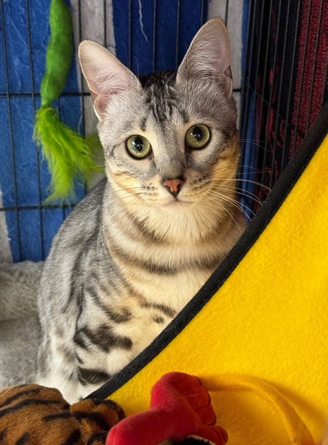Silver Bengal Kitten  in Cats & Kittens for Rehoming in Calgary