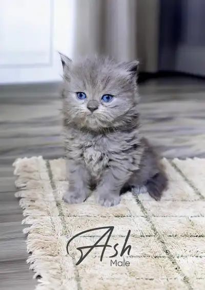Purebred Blue British Shorthair, View more