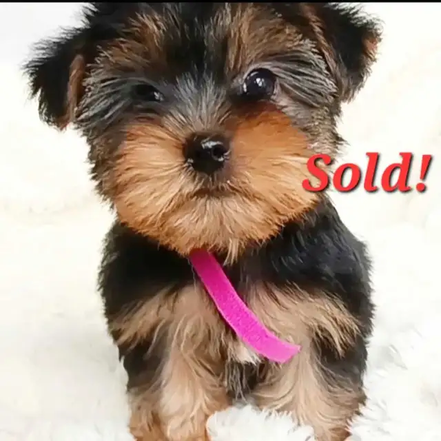 * All Sold! * Pure Yorkie Puppies Available! in Dogs & Puppies for Rehoming in St. Catharines - Image 3