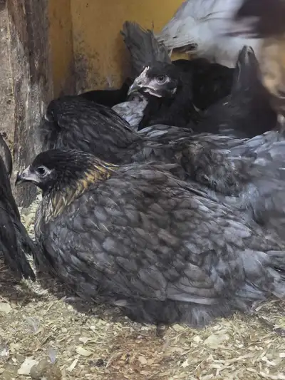 poulettes de 4 1/2 mois Olive Egger a Granby, View more