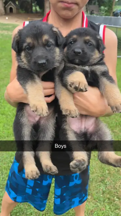 German shepherd puppies, View more
