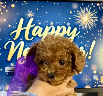 Red Toy Poodle Puppy Girl – New Fire Horse Year Special, View more