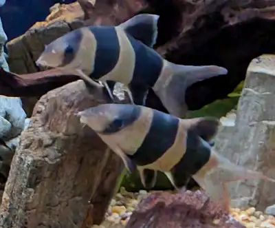 Aquarium Fish, View more