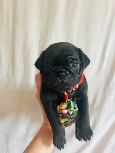 * À réserver - 6 adorables chiots carlins - 1300$, View more