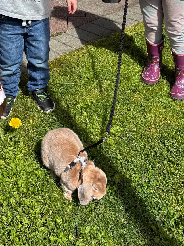 Mini Plush Lop Baby Boy in Small Animals for Rehoming in Delta/Surrey/Langley - Image 5