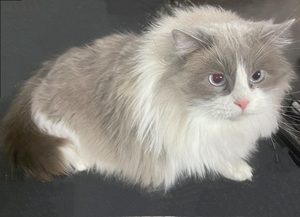 Ragdoll Cat | Cats & Kittens for Rehoming | Calgary | Free local ...
