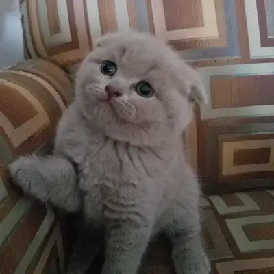 Pure Scottish Straight and Fold kittens registered in CCA/AFC, View more